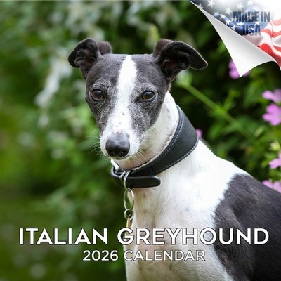 Greyhound 25 Fastest Dog Breeds Types Of Racing Dogs Shop