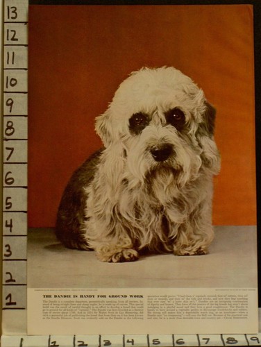 1941 DANDIE DINMONT TERRIER CLUB KENNEL BREED PEDIGREE DOG PHOTO  2300123001