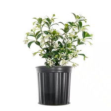 1 Gal. Confederate Jasmine Plant, Re-Blooming Fragrant White Flowers