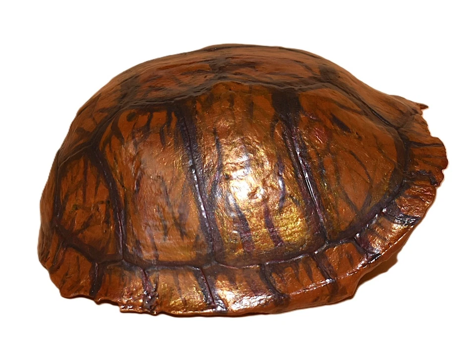 Eastern Box Turtle Shell Appalachian Taxidermy Art & Appalachian Coral Fossil - Image 3 of 4