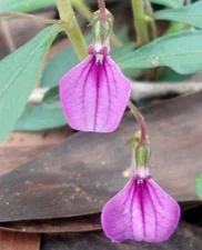 Hybanthus enneaspermus | Spade Flower | Ratanpurus | Indian Violet | 50_Seeds
