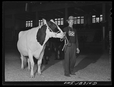Madison Wisconsin Herman Hershey Holstein Cow Little International 1943