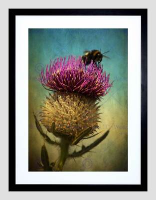 PHOTO COMPOSITION BUMBLE BEE THISTLE FLOWER SCOTLAND FRAMED ART PRINT B12X13048