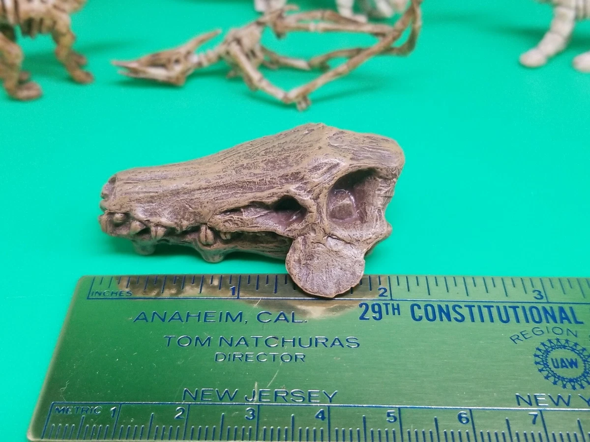 Dinosaurs Skulls Puzzle Paleontology Learning Game