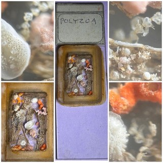 Stunning Antique Opaque Dry Mount Microscope Slide. Marine Bryozoans Etc
