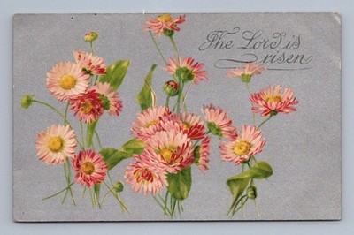 Antique Easter Lord is Risen pink daisy flowers illustration 1910