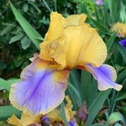 Tall Bearded Iris Rhizome "GYPSY PRINCE"  Melba Hamblen  1974 — photo 2
