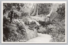 Real Photo Postcard Hollywood CA Fern Dell c1940 RPPC