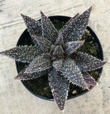 Star Aloe, Gasteraloe ‘Tarantula’, Currently in a 3.5" Pot