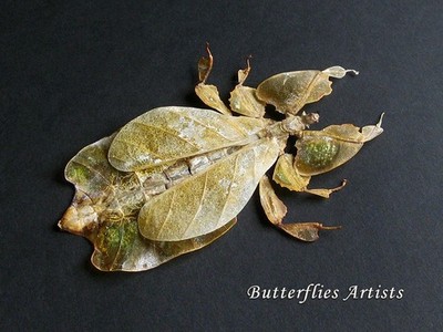 Yellow Walking Leaf Phyllium Pulchrifolium Real Bug Framed Entomology Shadowbox