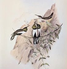 John Gould WHITE SIDED HILL-STAR Hummingbirds Vintage Art Print Bookplate 71