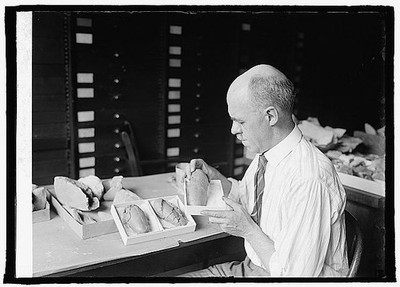 Photo:Prof. Chas. W. Gilmore, Dinosaur egg casts, 7/29/24