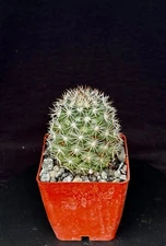 Mammillaria schumanniana, cactus plant