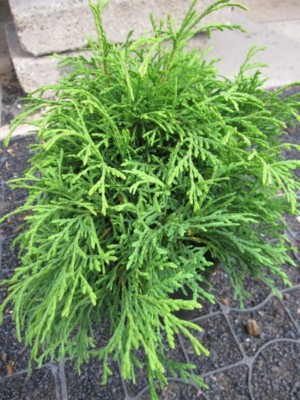 Thuja occidentalis caespitosa - Lebensbaum Caespitosa | eBay.de