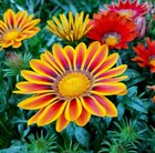 Calendula Mix & Dwarf Red Marigolds Tagetes & Gazania Sunshine Mix Seeds