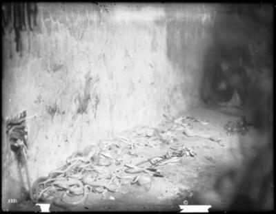 Snakes in Kivi after the ceremony of washing for the Hopi Snake Da - Old Photo