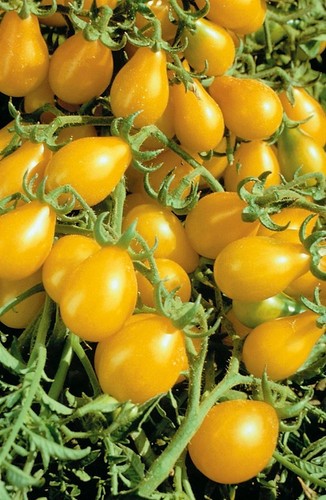 TOMATO YELLOW PEAR UK SOURCED NATURAL SEED 120 SEEDS SOW BY 08/2026 - Picture 5 of 12