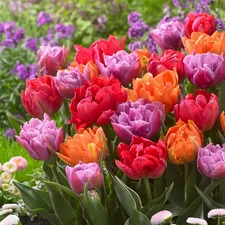 Easy to Grow Tulip Sunset Mix 30 Plant Bulbs, Spring Blooms Zones 3-8