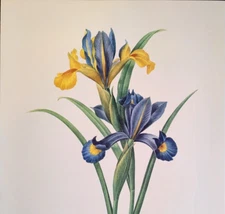 Pierre Joseph Redoute Flower IRIS KIPHUIM Botanical Art Book Plate 59bis