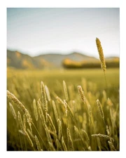 Serene Nature Wall Art Poster - Golden Field Landscape Premium Quality