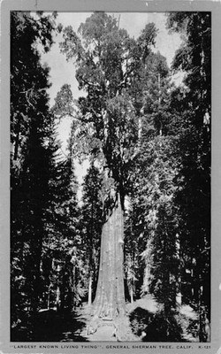 General Sherman Tree Largest Known Thing Oakdale Ca