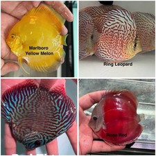 Pack of 4 Discus Fish 3.75  - 4  - Live Fish Aquarium Overnight Shipping