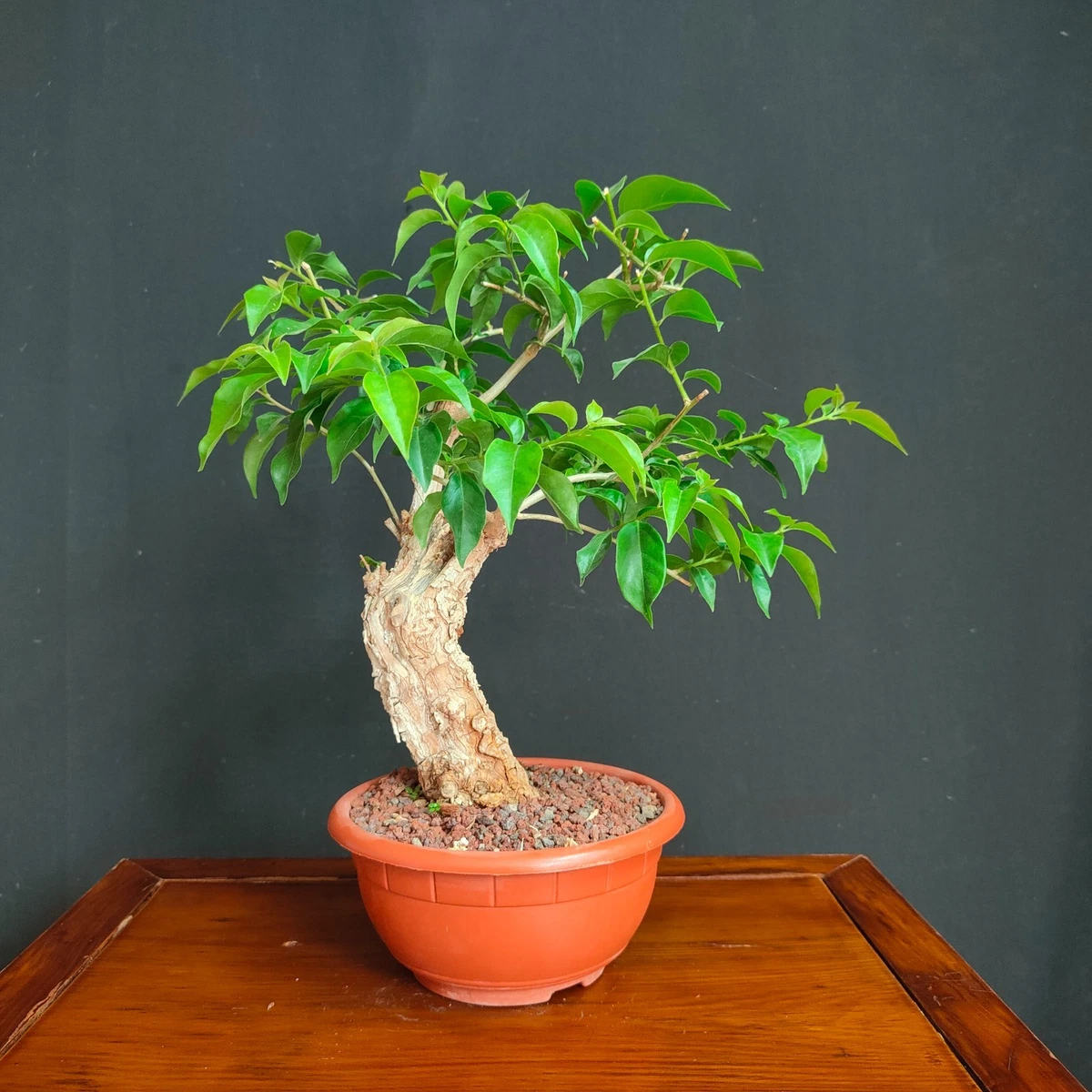 Bonsai | Acquisti Online su eBay