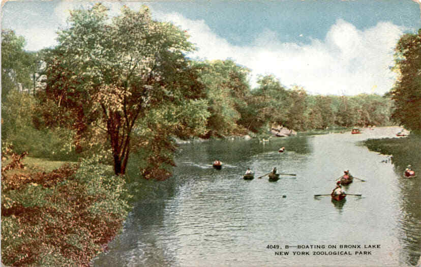 4049, B-BOATING ON BRONX LAKE, NEW YORK ZOOLOGICAL Postcard