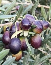 Lote de 16 piezas de esquejes de olivo griego OLEA EUROPAEA para enraizar