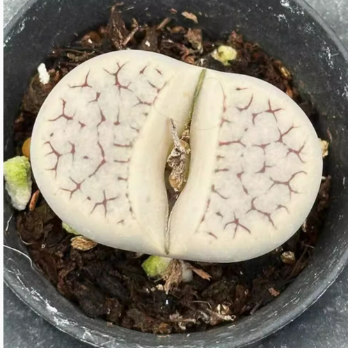 Hermosa planta suculenta 3-4 cm L. gracilidelineata hogar jardín - Imagen 3 de 13