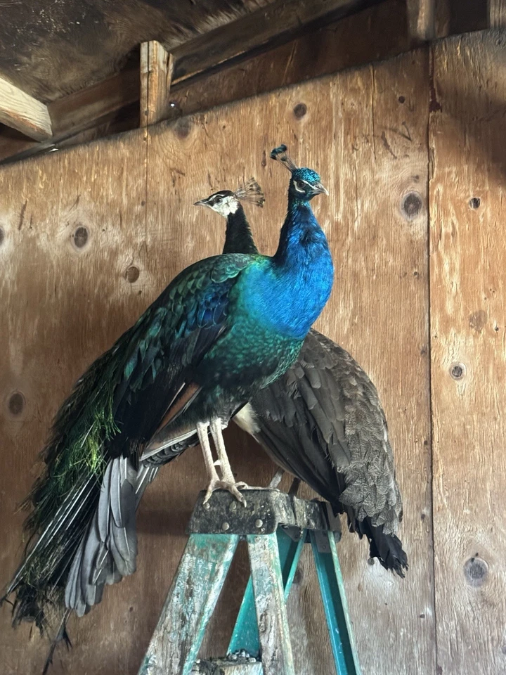 Pure Blue Indian Peacock/ Peahen/ Peafowl Hatching Eggs