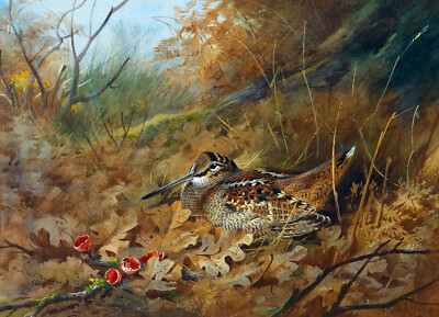 Archibald Thorburn ''''Holzhahn Nesting in Herbstblättern'''' Vogel rot Kunstwerk Qualität
