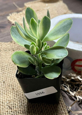 Crassula swaziensis 'Money Maker' - Variegata (Rooted) 2'' Pot - AS-IS ITEM! 1556