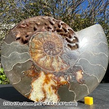 Giant fossilised ammonite cut & polished half, authentic gift display, certified