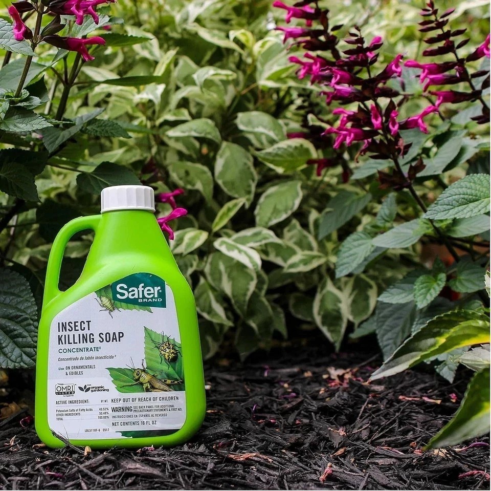 Safer 5118-6 Insect Killing Soap Concentrate - Insecticidal Soap for Plants - Kills Aphids, Whiteflies, Thrips, Spider Mites, and More - OMRI Listed