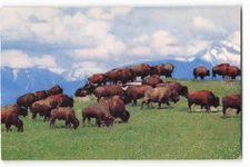American Bison nearly two thousand pounds VTG Postcard CC6.