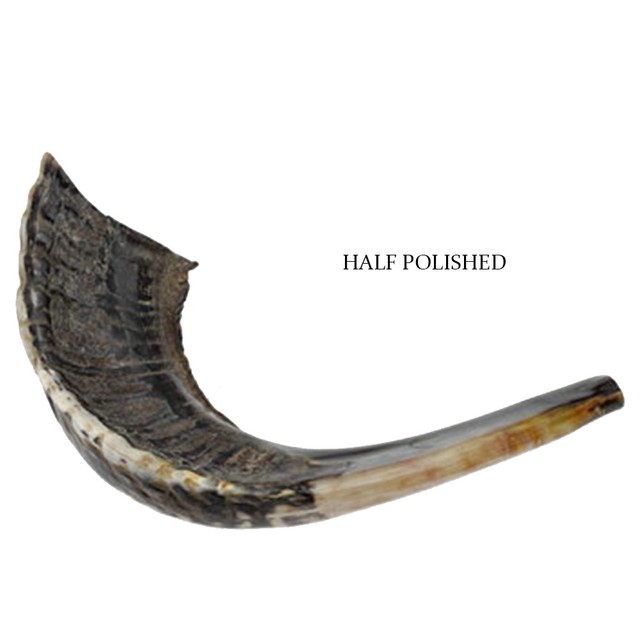 Half Polished Natural Kosher Jewish Shofar Ram Horn 15 17"(3539 cm