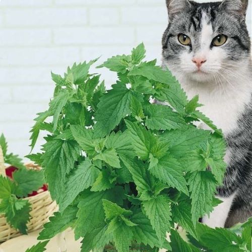 400 Rare Catnip Seeds Nepeta Cataria Catmint Cat Spearmint Plant Seed S017