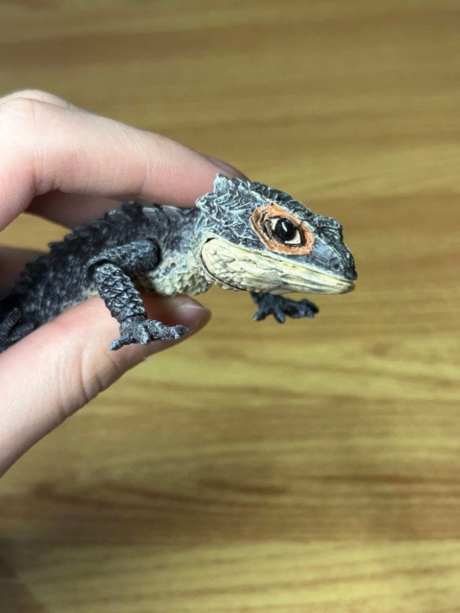Ikimono Daizukan Advance Akame Kabuto Tokeh Lizard Figure Toy | eBay