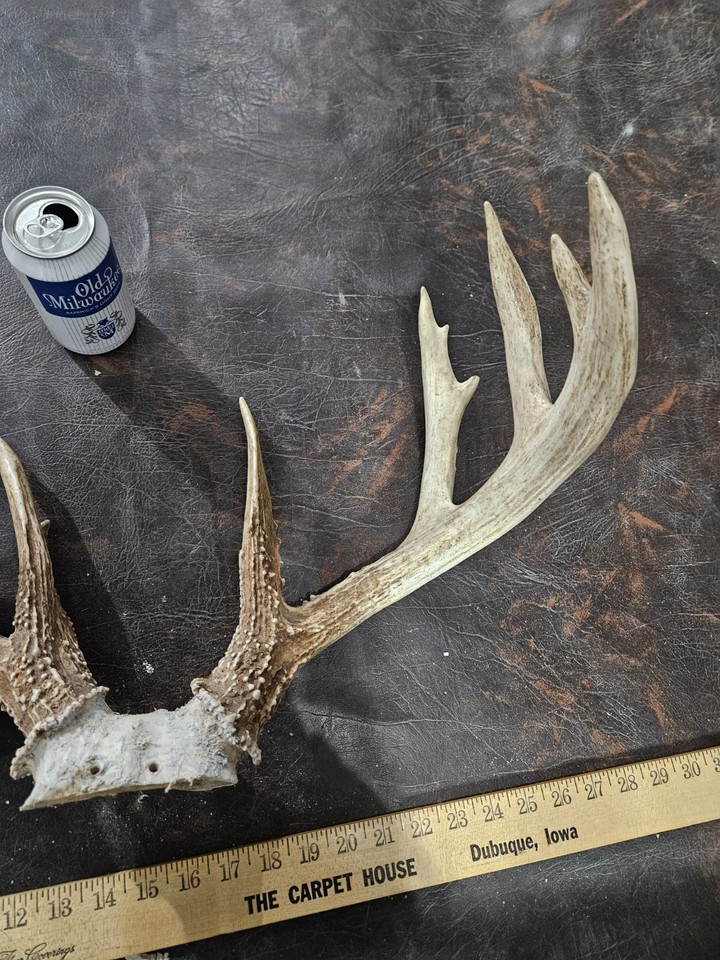 Wild 8 Point Whitetail Deer Antler Rack Horn Skull Plate Man Cave Cabin ...