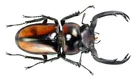 COLEOPTERA, LUCANIDAE, RHAETULUS SPECIOSUS BOILEAUI large from THAILAND