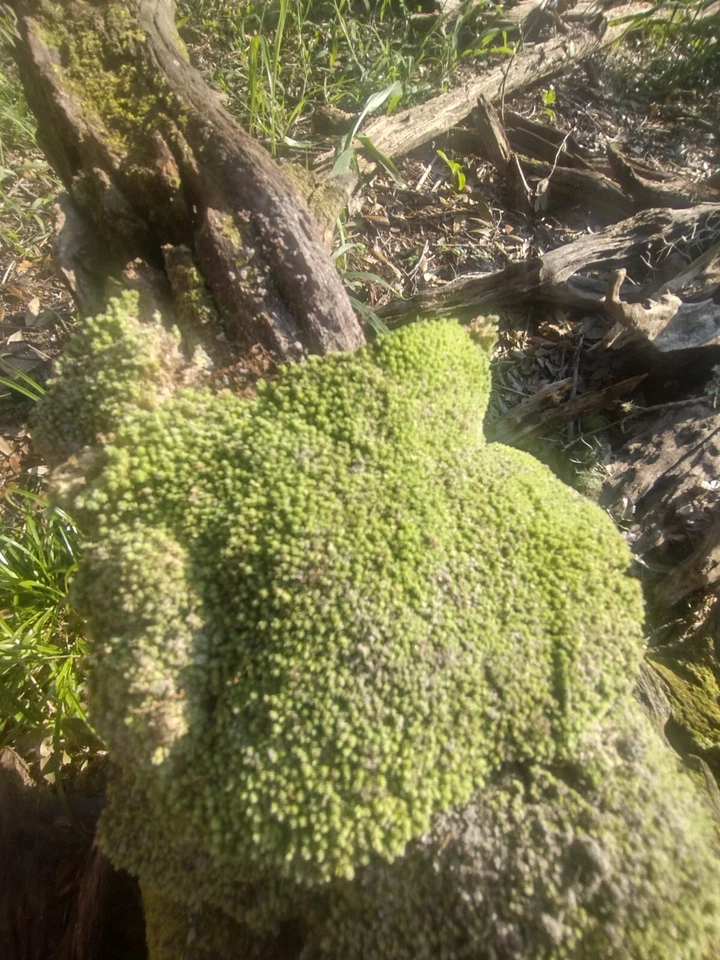 Almohada viva musgo también conocido como cojín musgo o musgo estrella. 1 pie cuadrado Foto 2 de 4