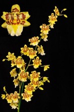 Odont Parquet 'Uptown Girl' Live Orchid Plant 1B31