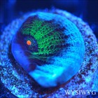 Corals of Eden ~ WYSIWYG Live Coral Frag ~ Avatar Chalice Coral LPS SPS Soft — photo 1