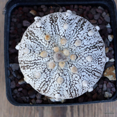 A4856 ASTROPHYTUM SUPERKABUTO pot9-H6-W7 cm MaMa Cactus
