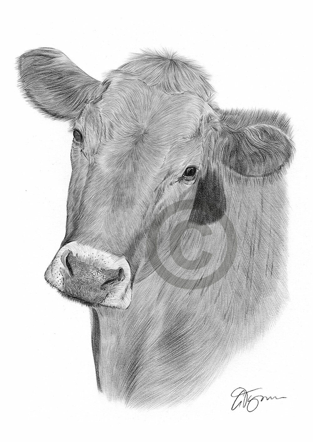 Cow drawing Images - Search Images on Everypixel