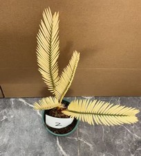 Cycas revoluta Thunb Giardino WYSIWYG Variegato