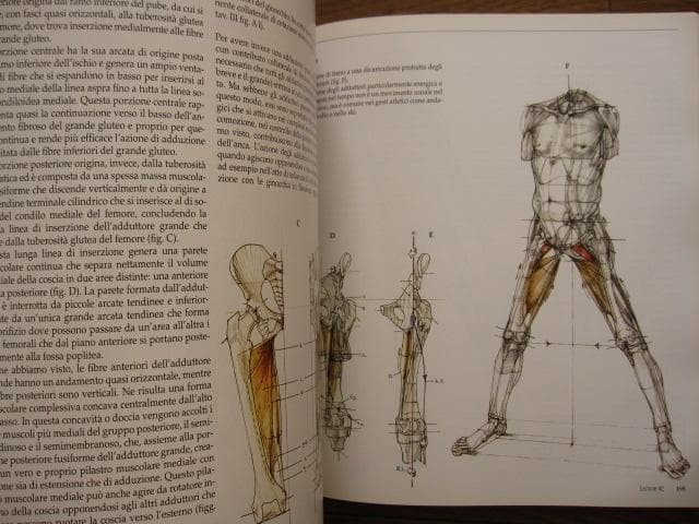 Struttura uomo in movimento Manuale di anatomia artistica