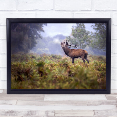Scream In The Rain Wildlife Nature Animals Antlers Deer Stag Cry Wall Art Print