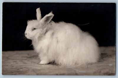 RPPC Photo Postcard Pet Rabbit Studio Animals c1905 Unposted Antique